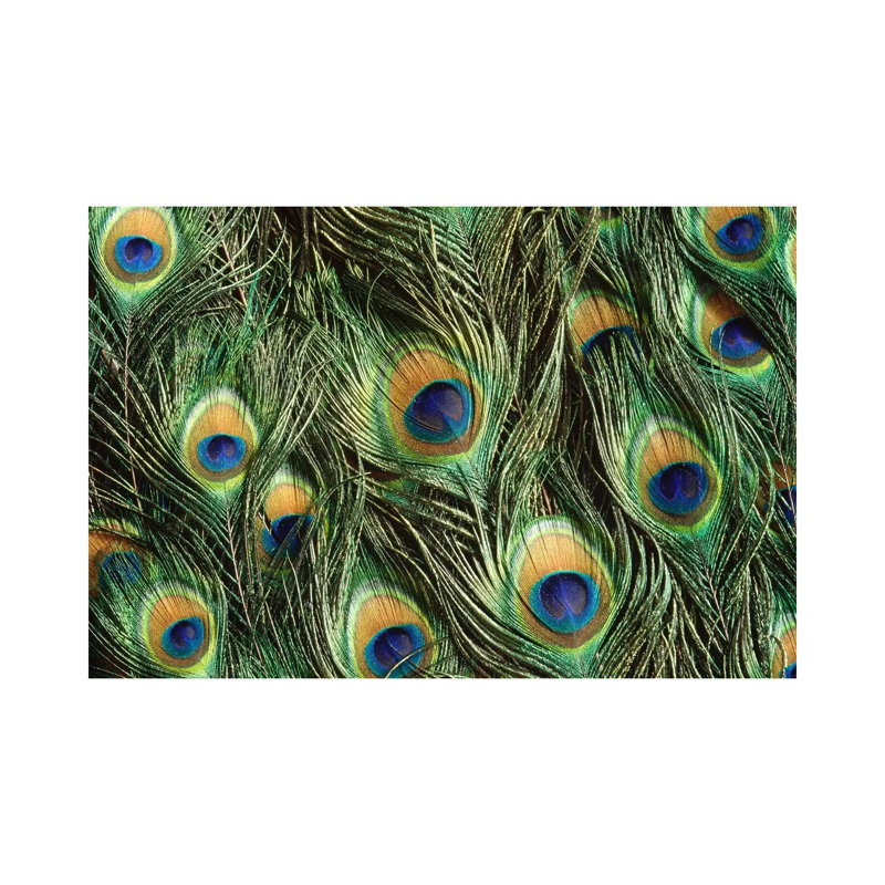 Indian Peafowl Display Feathers, Native To India And Southeast Asia by Gerry Ellis - Wrapped Canvas Print