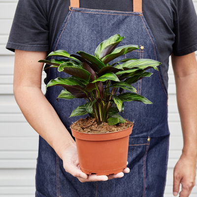 House Plant Shop Live Foliage Plant