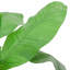 Faux Banana Leaf Tree in Pot-2029616948