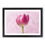 Perfectly Pink Tulip Flower - Single Picture Frame Print on MDF-56704484-56704486