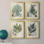 Collection Ferns I - ensemble de 4 peintures sur toile encadrées-528512148-528512147