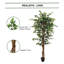 72 Ficus