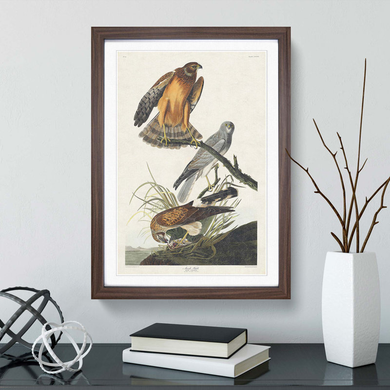 Marsh Hawks by John Audubon - Picture Frame Painting Print, 36cm H x 27cm W x 2cm D, Walnut Framed