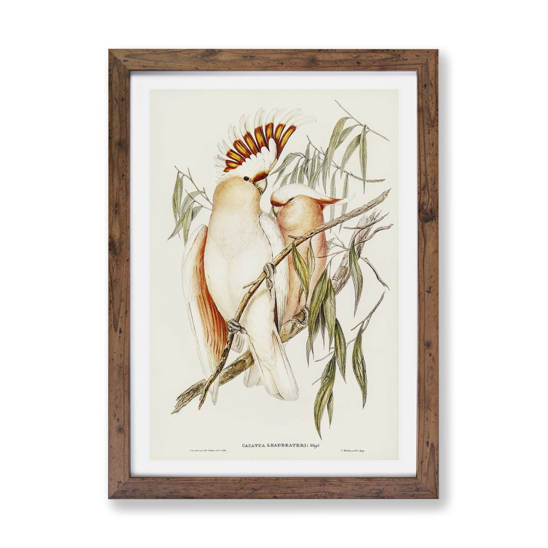'Leadbeater's Cockatoos' by Elizabeth Gould - Picture Frame Painting Print on Paper