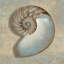 «Aqua Nautilus», impression sur toile-20925268
