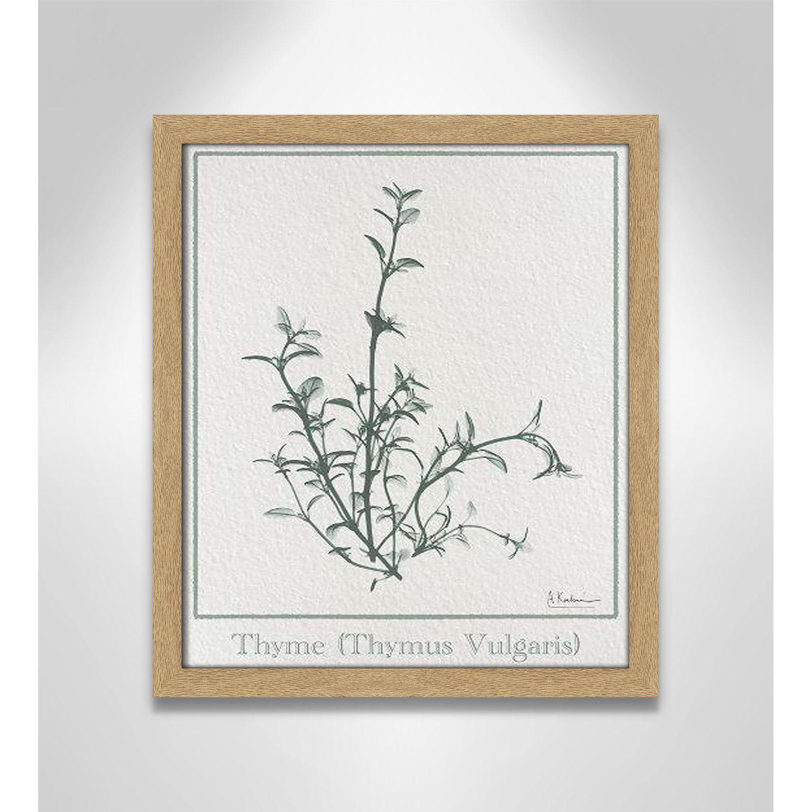 Jeanette "Thymus Vulgaris" Print, 15" H x 13" W x 1.25" D, Natural Framed Paper