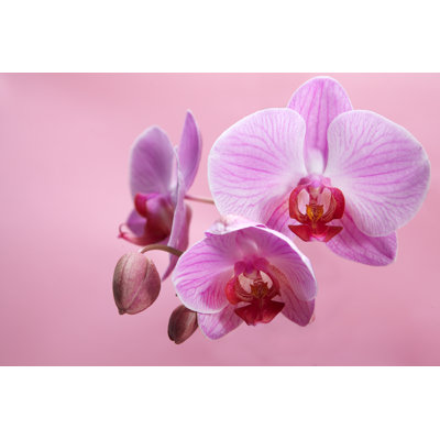 Gilli Pink Orchid Flower - Wrapped Canvas Print