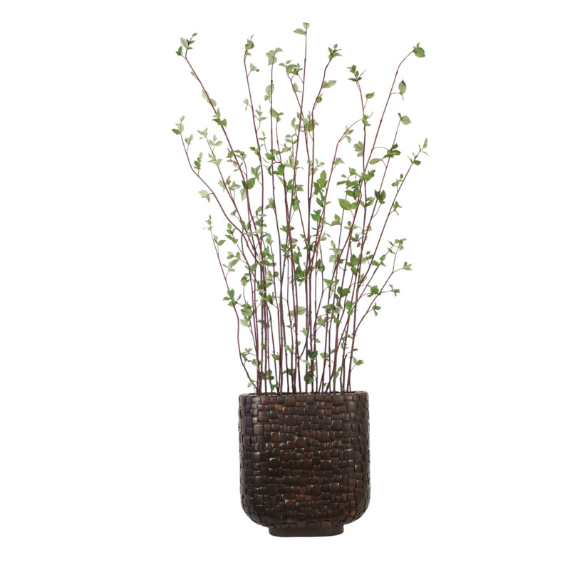 Birch in an Oval Textured Planter