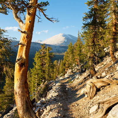 " Sequoia National Park, California "