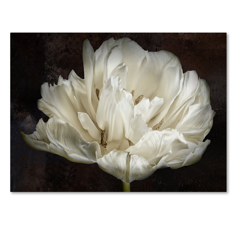 «Double White Tulip» par Cora Niele - reproduction de photo sur toile, H 35 po x l 47 po x P 2 po