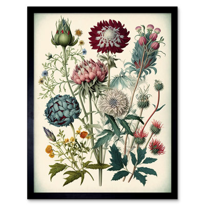 Seldovia Ernst Haeckel - Single Picture Frame Print