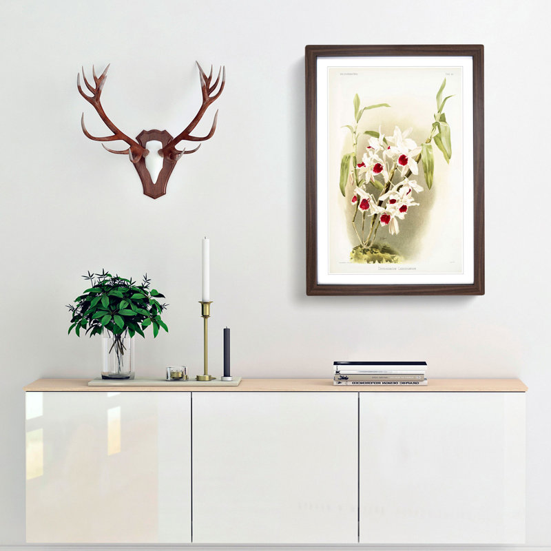 Magnolia Flowers Illustration Tab. 50 by Frederick Sander - Picture Frame Painting Print, Walnut, 76cm H x 50cm W x 2cm D