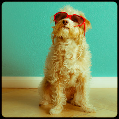 Dog Portrait 474746623