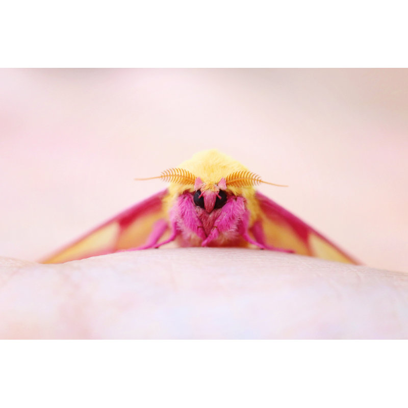 Rosy Maple Moth - Photographie sur toile tendue