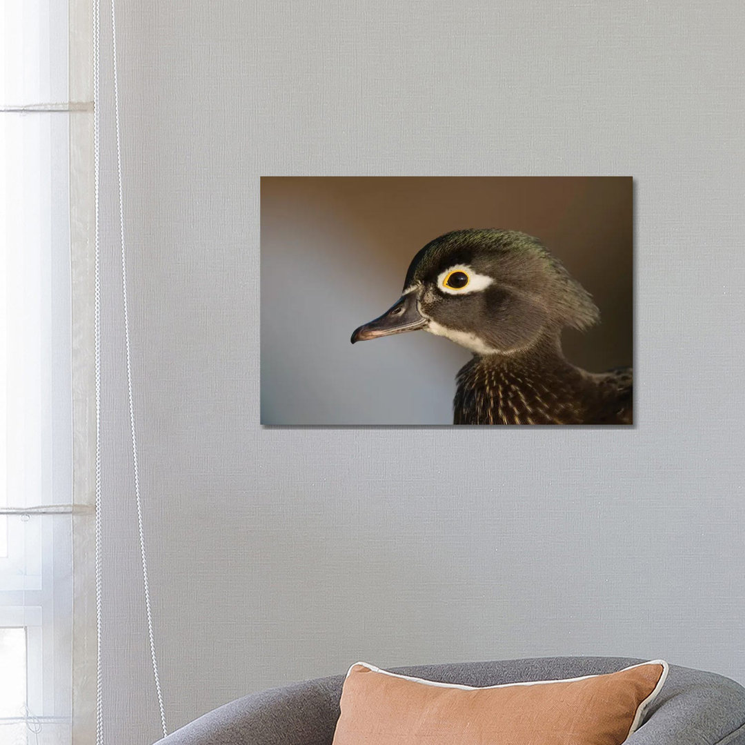 Wood Duck Female, Close-Up Of Head. von Richard Wright - Gallery-Wrapped Canvas Giclée on Canvas