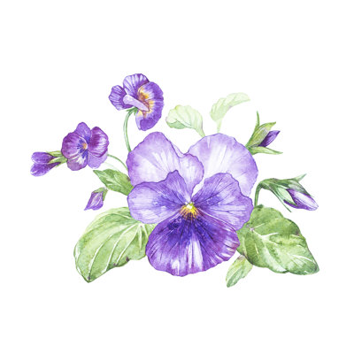 Pansy Flower - Wrapped Canvas Painting