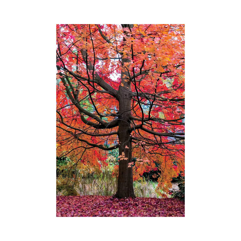 Marvelous Maple by Lars Van De Goor - Wrapped Canvas Print, 101.6 cm H x 66.04 cm W x 1.91 cm D