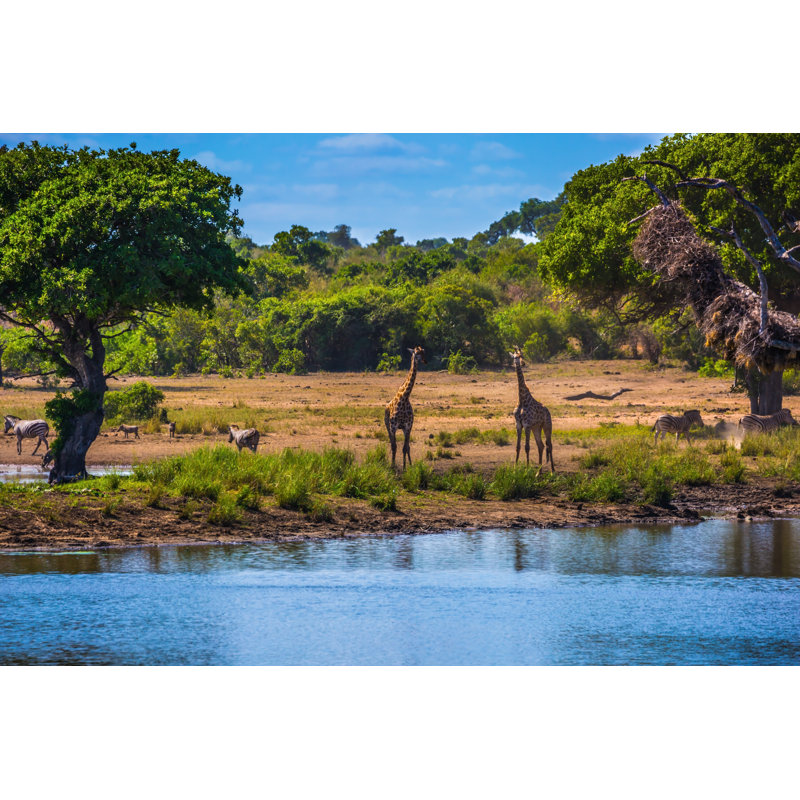 Desern Two Giraffes - Wrapped Canvas Print, 51cm H x 76cm W x 3.8cm D