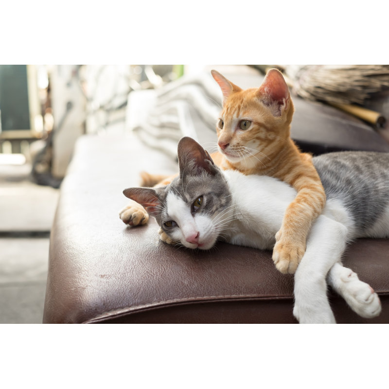 Chats - Photographie sur toile tendue, H 12 po x l 18 po