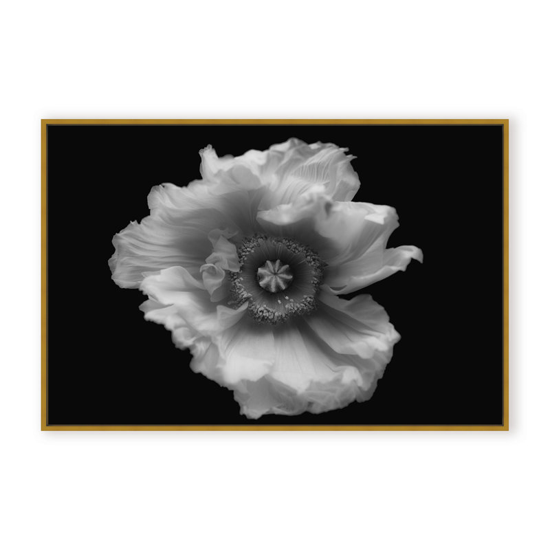 Nature Inspired Poppy in Mono by  - Picture Frame Photograph on Paper, 32" H x 48" W x 1.125" D, Framed Print, White