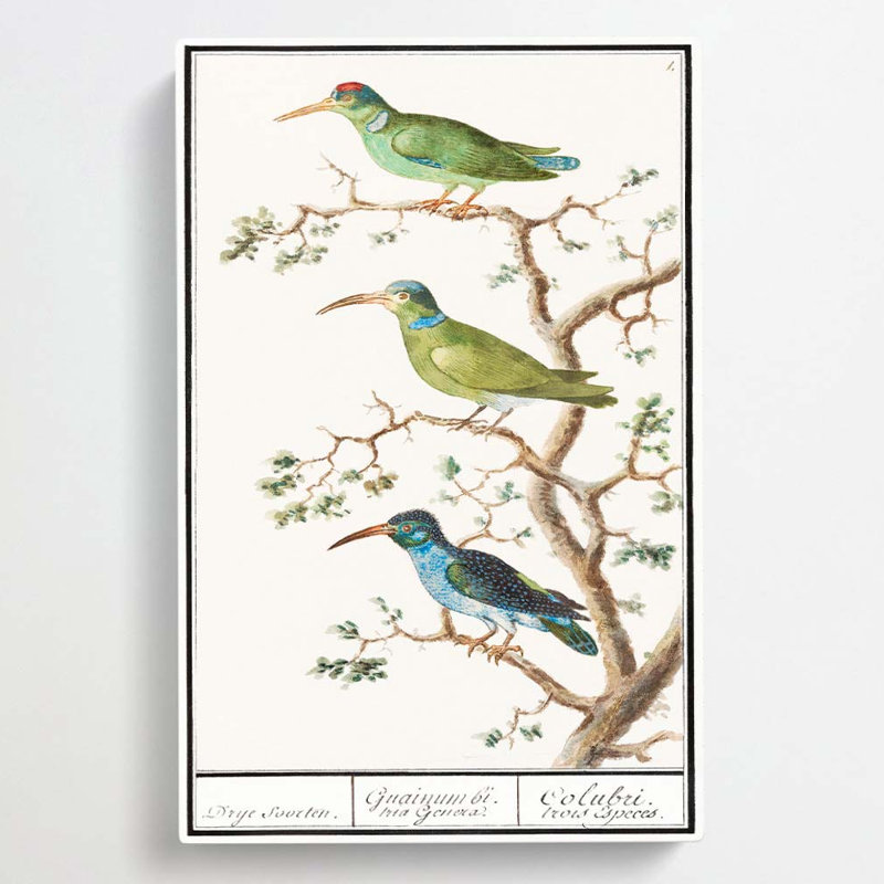 Three Hummingbirds by A.B. De Boodt - Wrapped Canvas, 76cm H x 50cm W x 3cm D