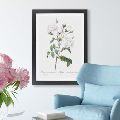 White Roses by Pierre-Joseph Redoute - Framed Print
