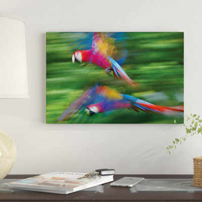 " Scarlet Macaw Pair Flying, Costa Rica " Graphic Art Print