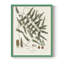 «Botanical Society Ferns X», reproduction encadrée - bois massif-1562378059-1562378063