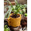 Jardinière en ciment Artisan