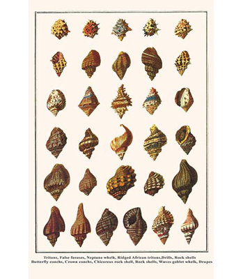 " Tritons False Fususes Neptune Whelk Ridged African Tritons "