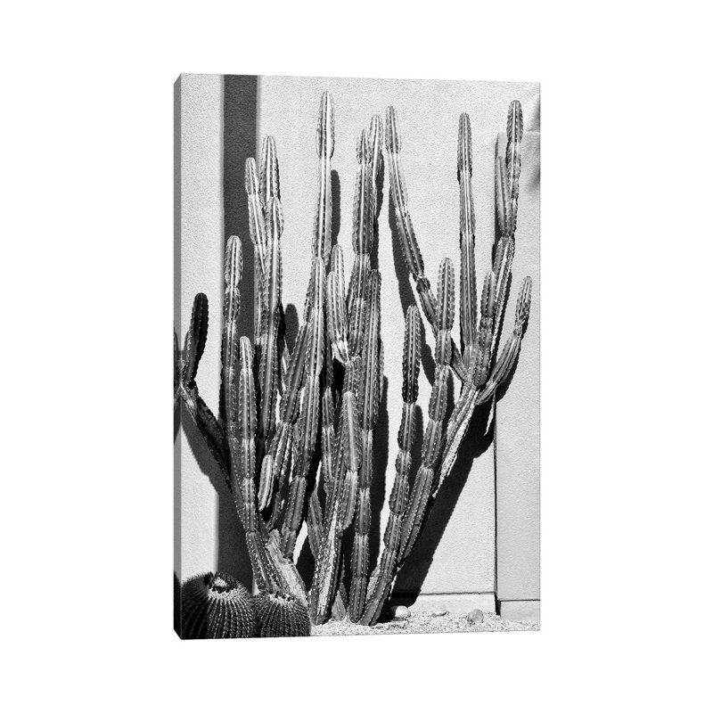 Black California Series - Cactus Style - Wrapped Canvas Print, 20.32 cm H x 30.48 cm W