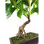 127cm Faux Bonsai Plant in Pot Liner