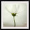 «Straub White Cosmos» par Lotte Gronkjaer - impression