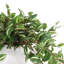 Tradescantia Zebrina Arranged In Ceramic Vase-1331091546-1281163198