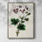 AntiqueFloralFolioIX Framed Print - Solid Wood-1399217800