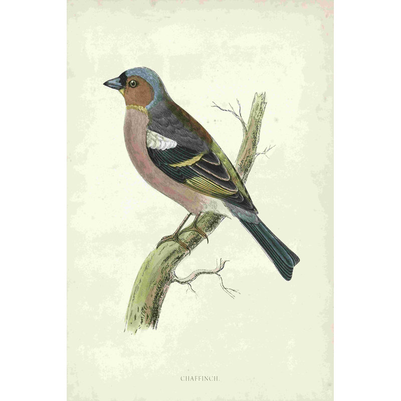 Morris Chaffinch, H 18 po x l 12 po