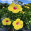 OnlinePlantCenter Live Plant in Nursery Pot