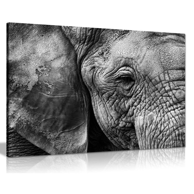Old Elephant Close Up - Wrapped Canvas Art Prints, 51cm H x 76cm W