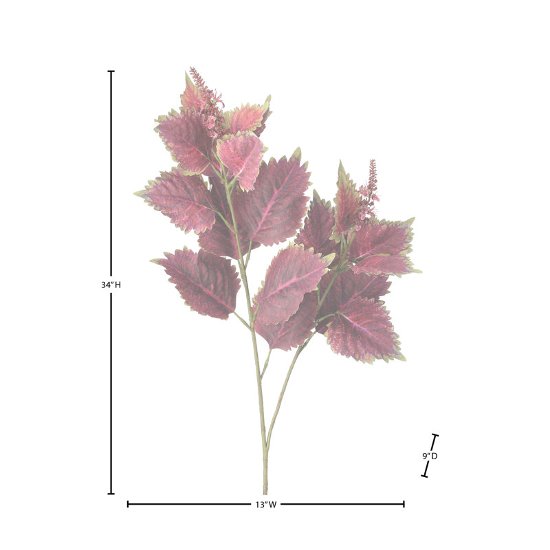 34 po Garden Coleus, Rouge