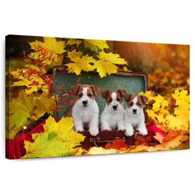 Chiots d'automne Brampt