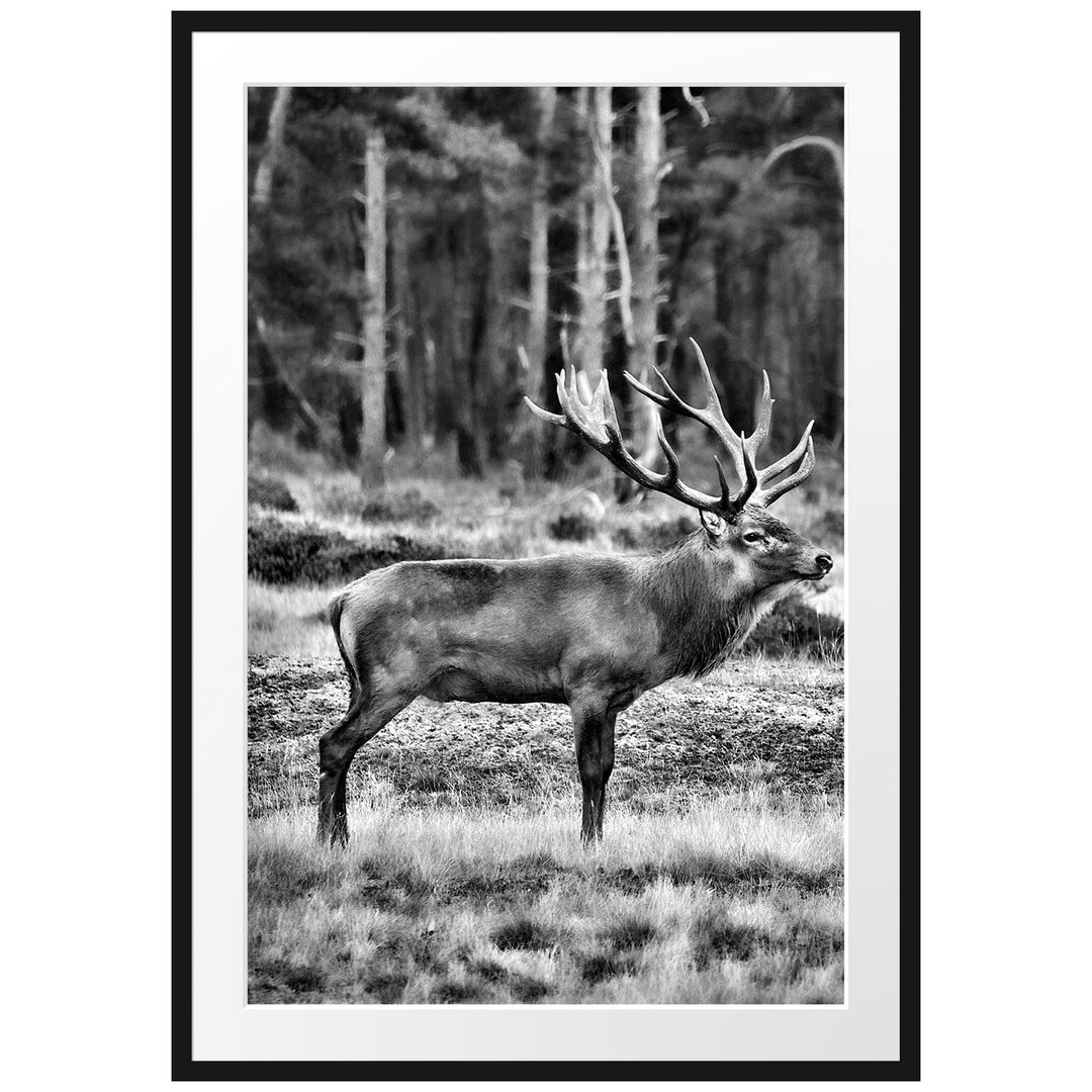 Gerahmtes Poster Hirschfamilie auf Waldlichtung