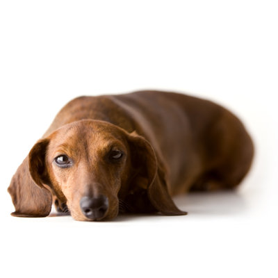 Little Dachshund by Lumenphoto - No Frame Print on Canvas