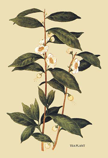 Plantes de thé, reproduction d’art