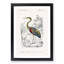 Heron by Charles D'Orbigny - Picture Frame Painting Print-55602239-55602237