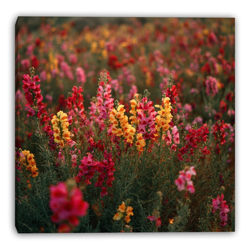 Art mural sur toile Blooming Rose Study, L 12 po x H 12 po x P 1 po