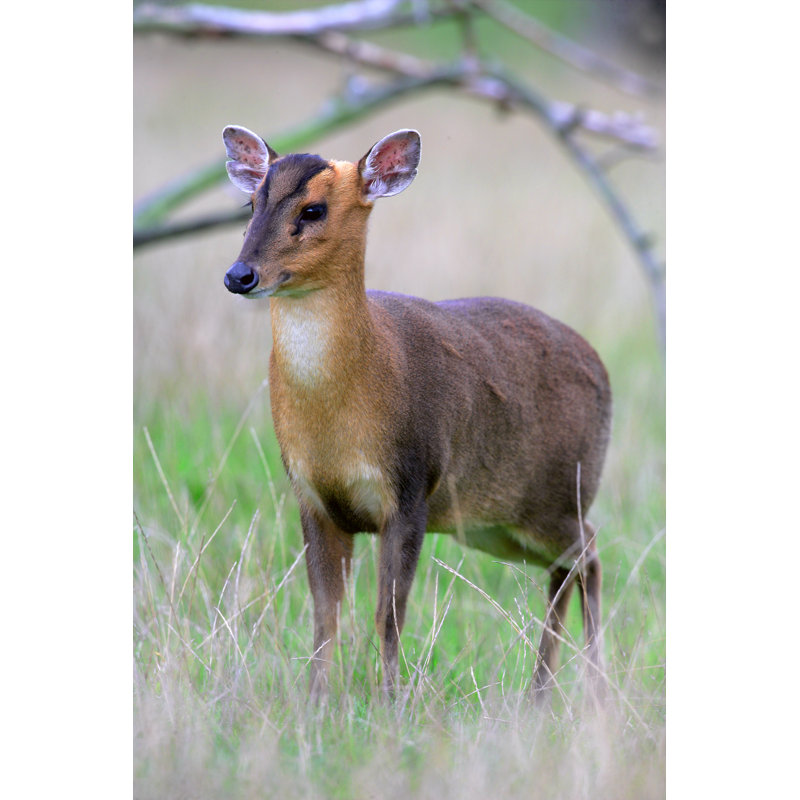 Chico Muntjac - Wrapped Canvas Print, 76cm H x 51cm W x 3.8cm D
