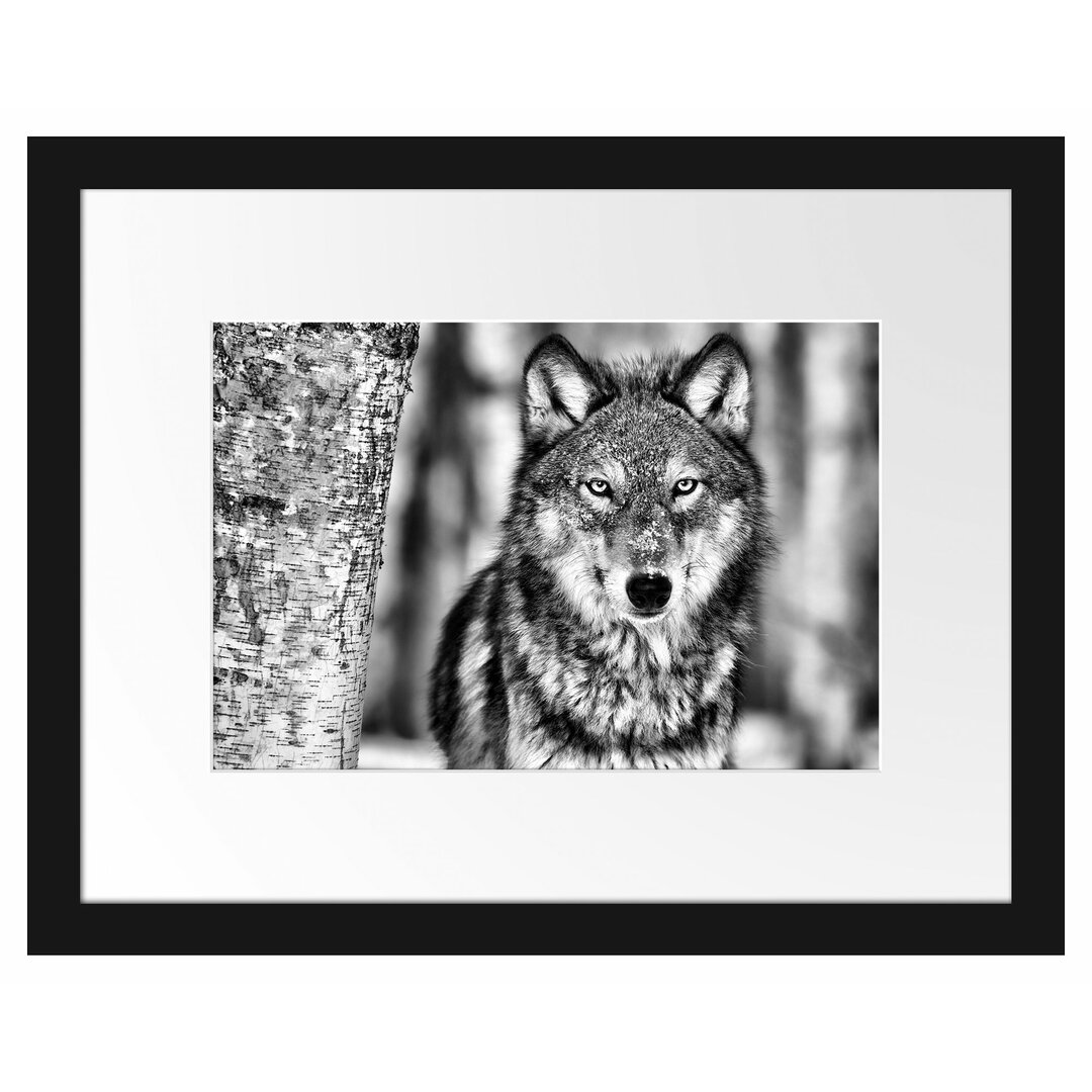 Wachsamer Wolf Gerahmter Fotokunstdruck