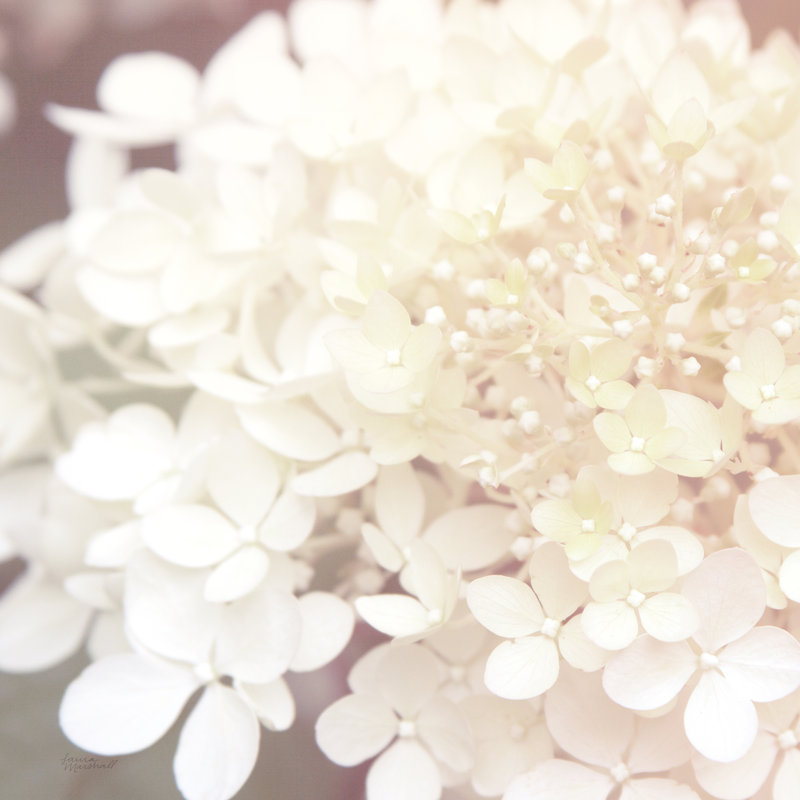 Hydrangea Dream II by Laura Marshall - Wrapped Canvas Print, 76cm H x 76cm W