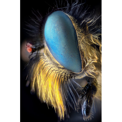 Ayhan Robber Fly by ConstantinCornel - Wrapped Canvas Print