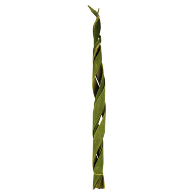 45'' Plant